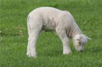 1979年1月出生属羊的人性格和命运